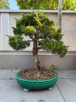Bonsai Chinesischer Wacholder