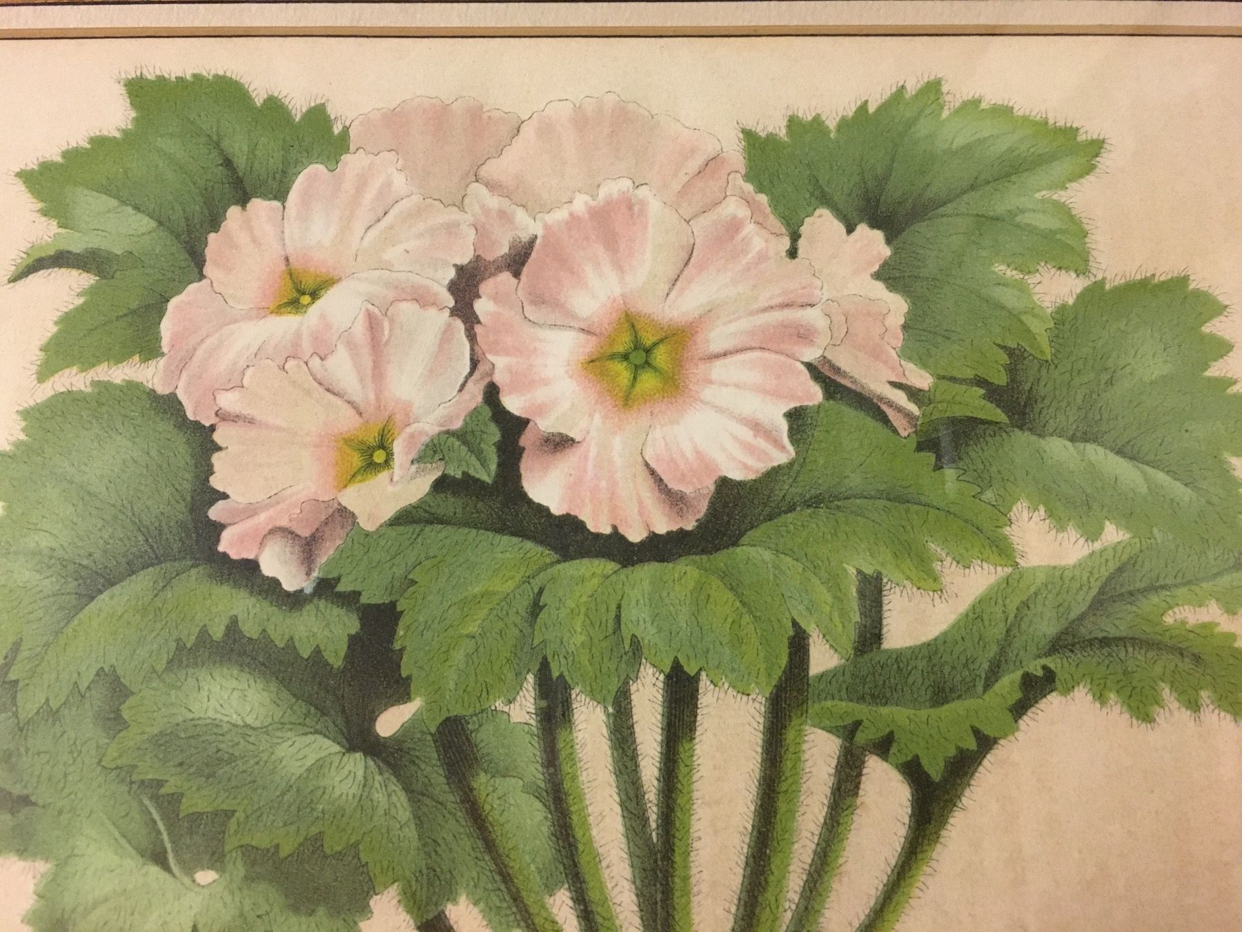Grafica & Litografie: Alte Bild Primula  Farblithographie – Usato da Lanzenhäusern venduto da vic63 2
