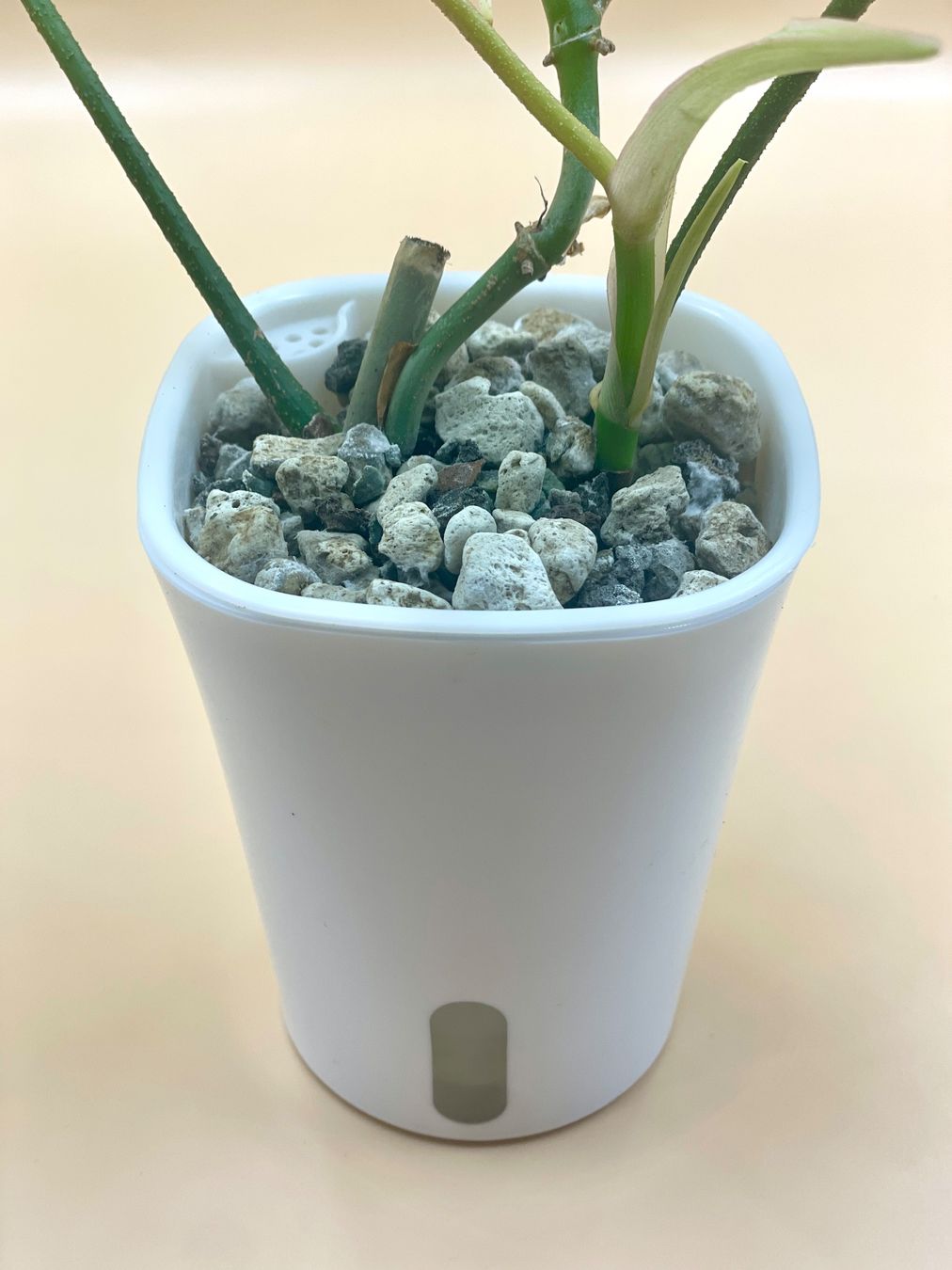 Plantes & graines: Philoden – Neuf (Voir description) à Zürich par Leafscape 2