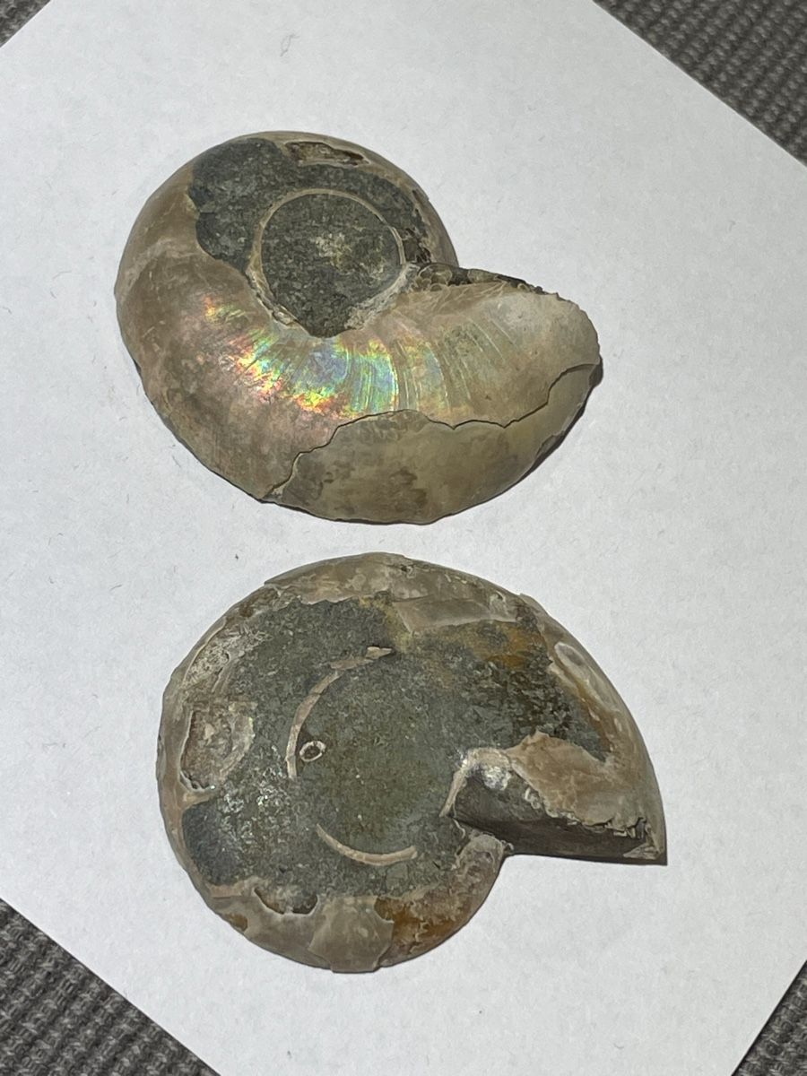 Fossili: Ammonit Paar / Fossil / Stein – Nuovo (secondo la descrizione) da Rümlang venduto da euqinom16 2