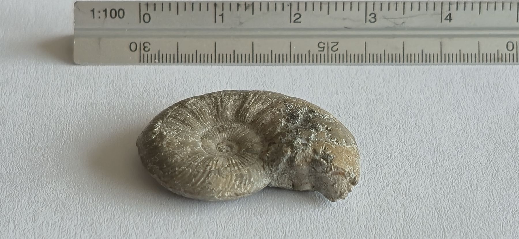Fossili: Original Ammonit Fossil mit schöner Struktur – Usato da Hägendorf venduto da STrANDGuT86 2