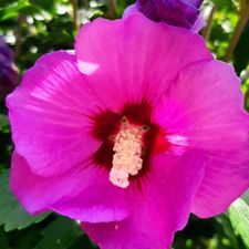 Profile image of Sue_gamb