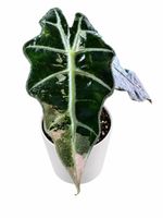 🌱🩷 Alocasia Polly Pink 🩷🌱