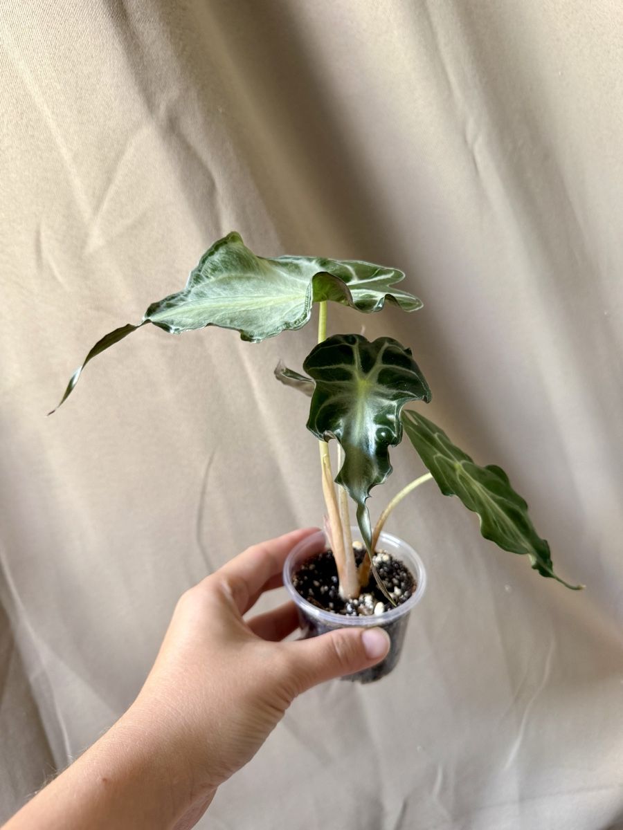 Plantes & graines: Alocasia Venom  – Neuf (Voir description) à La Tour-de-Trême par LyAmy 2