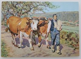 Bundesfeierpostkarte Nr.86 - 1950 - Ochsengespann, ungel.