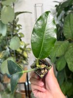 Hoya imperialis ‚Palawan‘ ✨