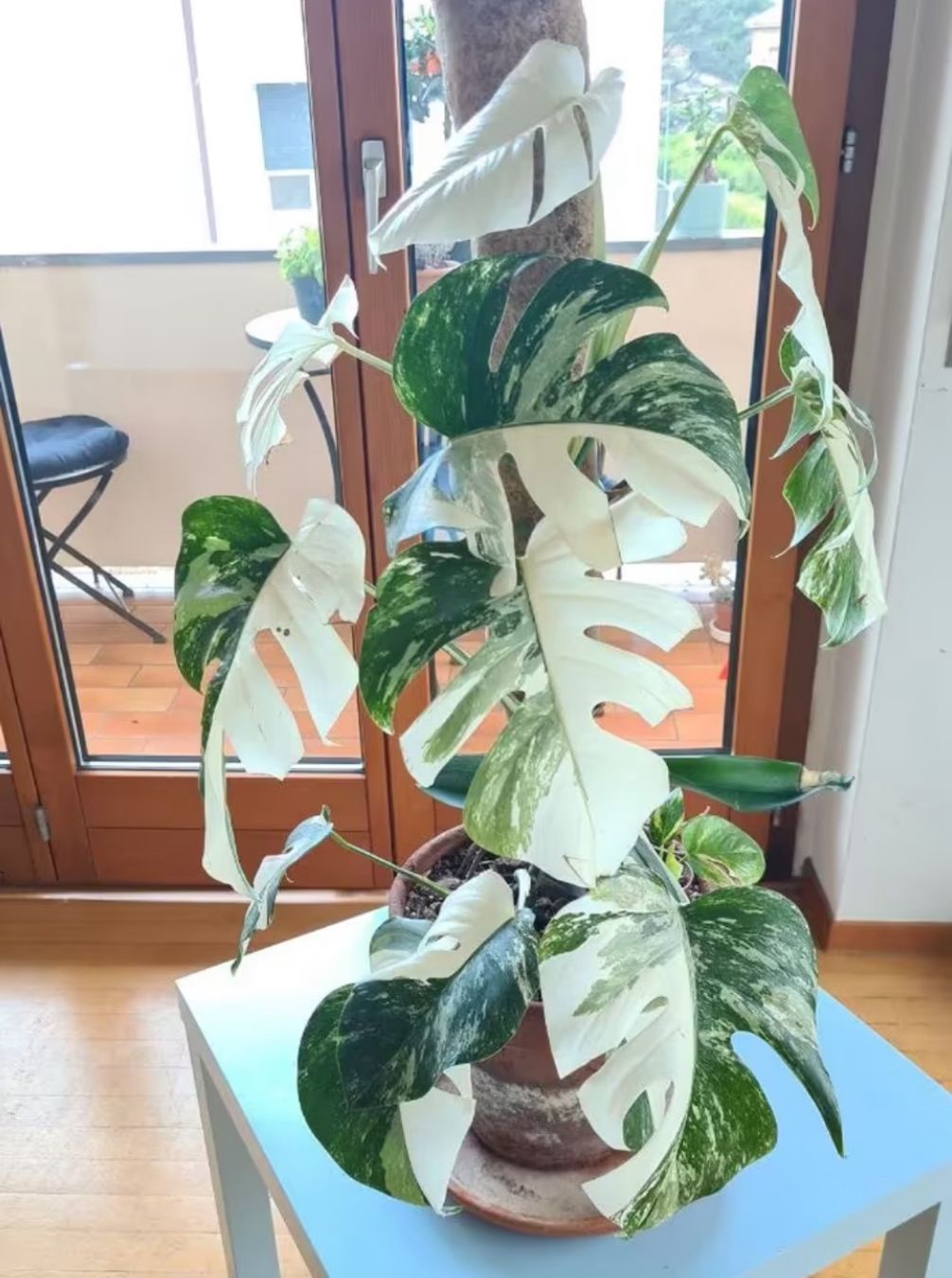 Piante & sementi: Monstera Variegata Half Moon, Steckling in Wasser – Usato da Mendrisio venduto da MonsteraLovers