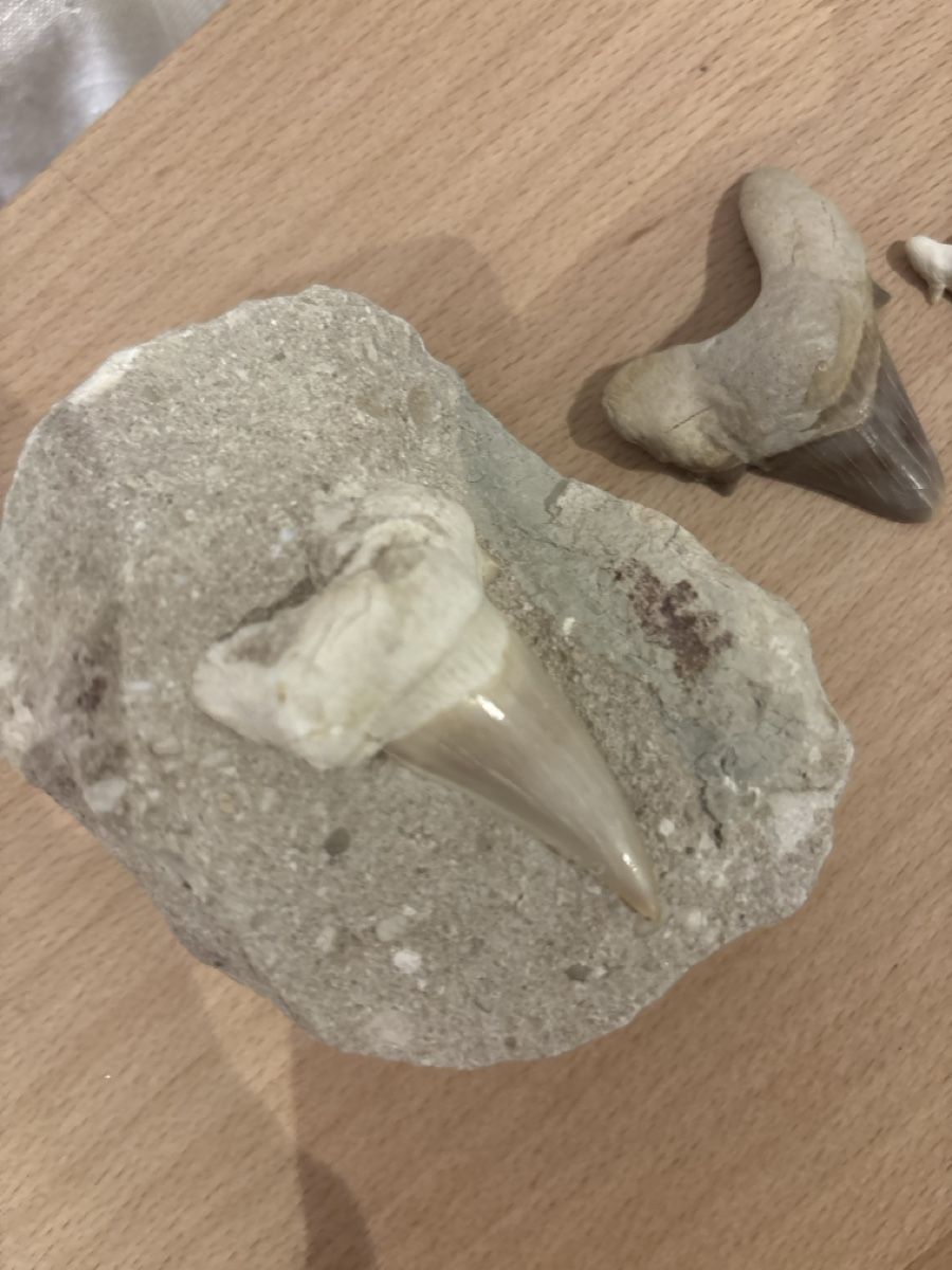 Fossili: Haaifischzahn Fossilien Set – Nuovo (secondo la descrizione) da Anglikon venduto da raf_7sml 1