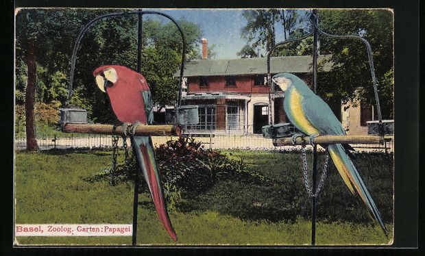 Cartoline postali: AK Basel, Zoolog. Garten, Papageien – Usato da Berlin venduto da bartko-reher