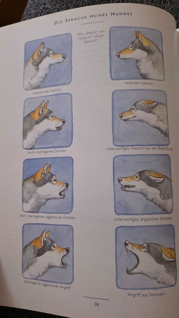 Libri: So denkt mein Hund – Nuovo (secondo la descrizione) da Winterthur venduto da yafe 2