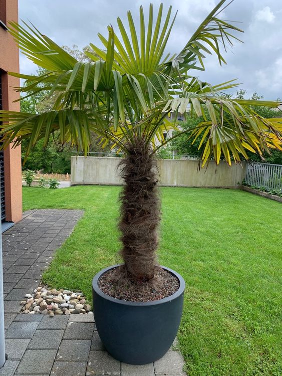 Tessiner Palme Kaufen auf Ricardo