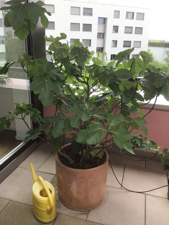 2 Feigenbäume im Terracotta Topf Kaufen auf Ricardo