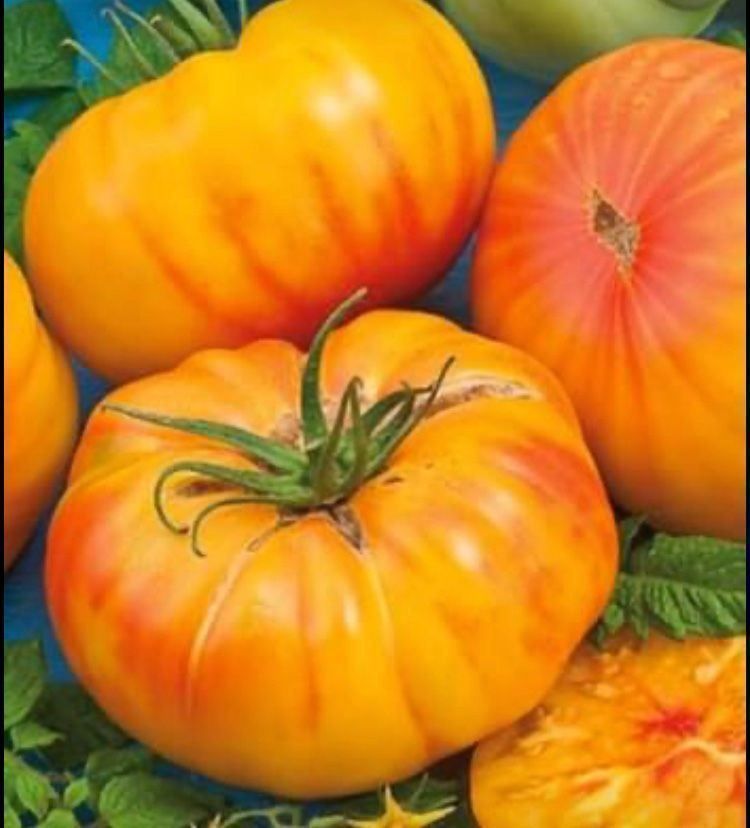 Pflanzen & Samen: 20 SAMEN / GRAINES TOMATE “GOLDEN BALL” – Neu und originalverpackt aus Rovio von POSITIFFARTandPLANTS 1