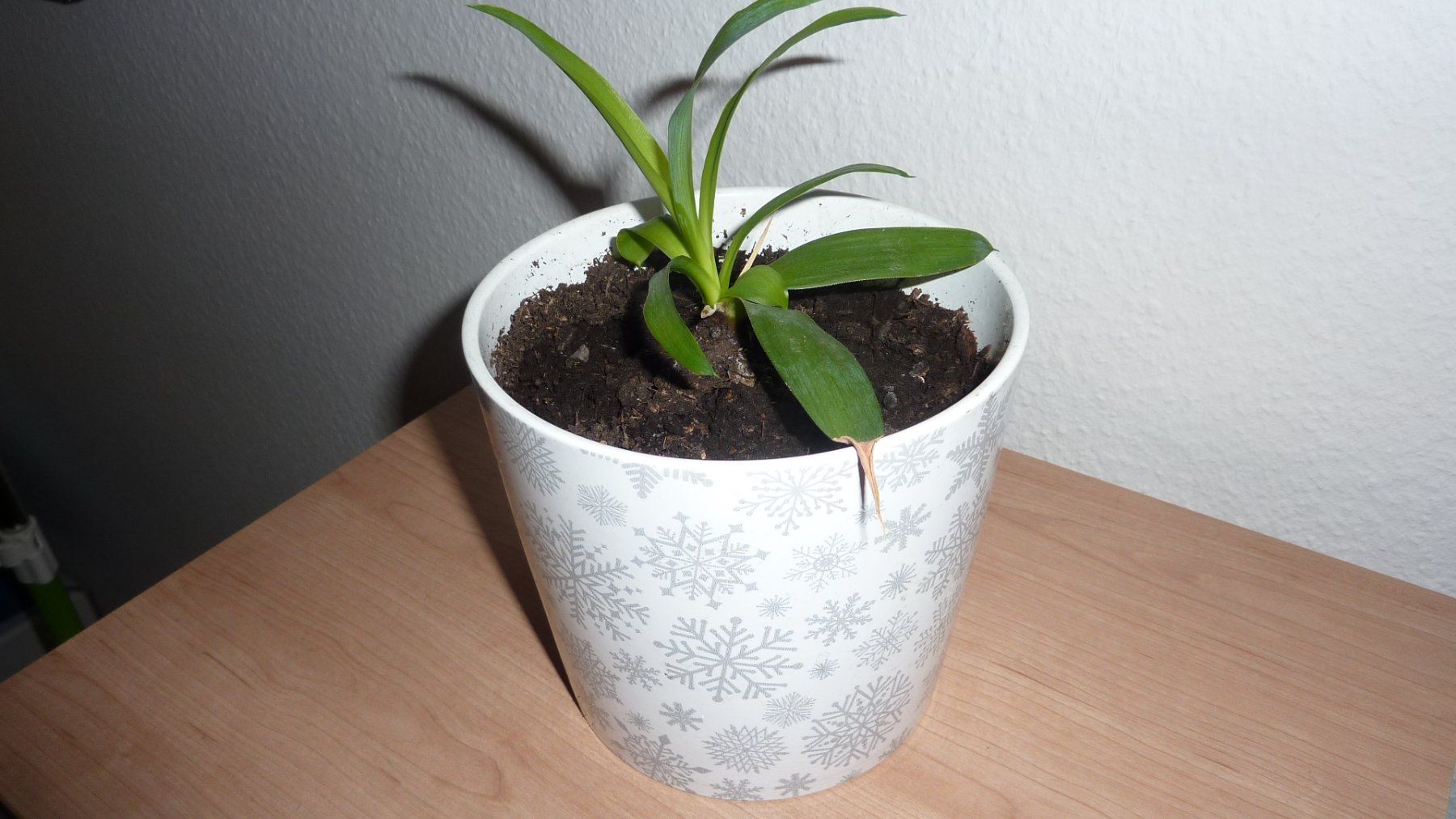 Piante & sementi: junge yucca  palme – Nuovo (secondo la descrizione) da Füllinsdorf venduto da pmarkus 1