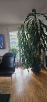 Yucca Palme (Dracaena) Zimmerpflanze gross mit Topf