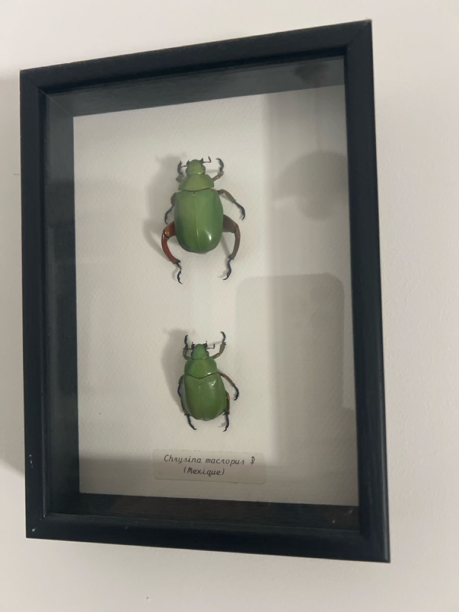 Tutte le decorazioni: Framed Beetles Collection Used – Usato da Luzern venduto da TIsabel 2