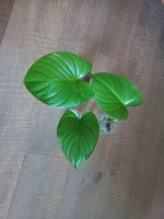 Jungpflanze Homalomena rubescens