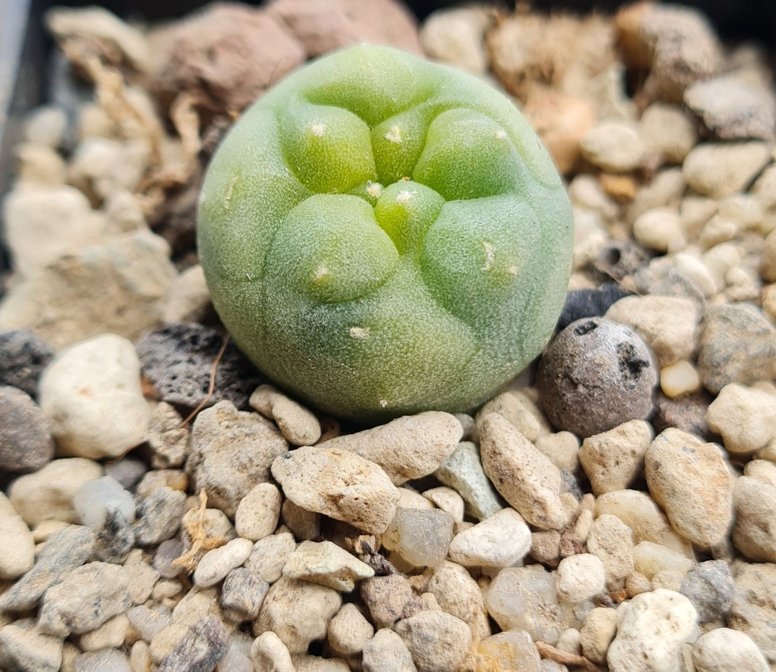 Pflanzen & Samen: Lophophora diffusa variegata wurzelecht  – Gebraucht aus Basel von fra_h7bq