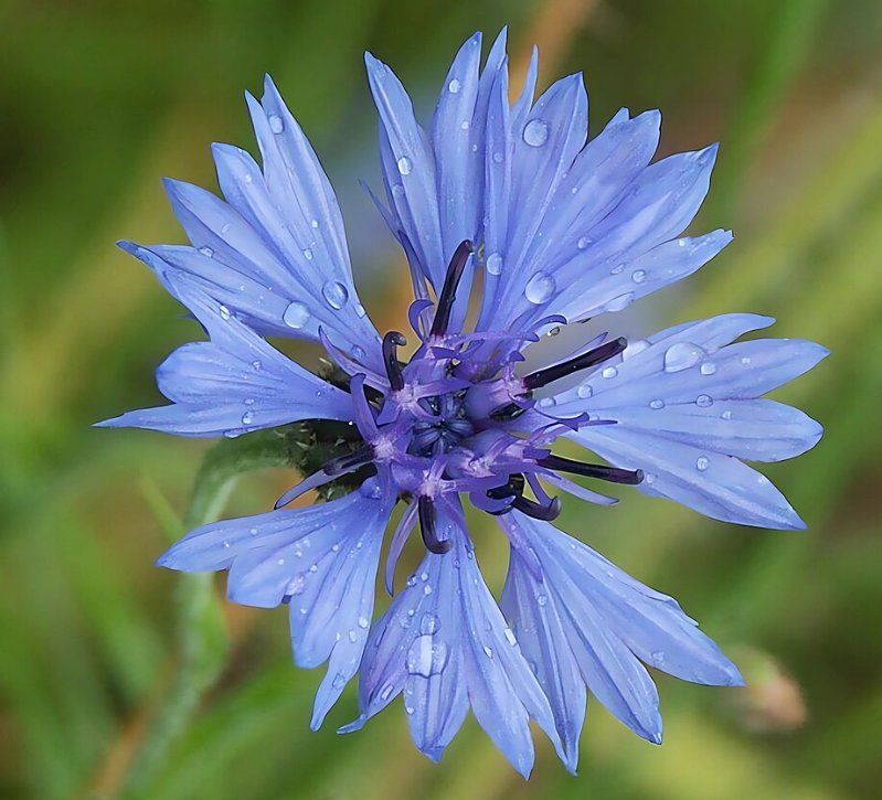 Piante & sementi: Kornblumen (Centaurea cyanus) / 20 Samen – Nuovo (secondo la descrizione) da Hinteregg venduto da ERFOLG78 1