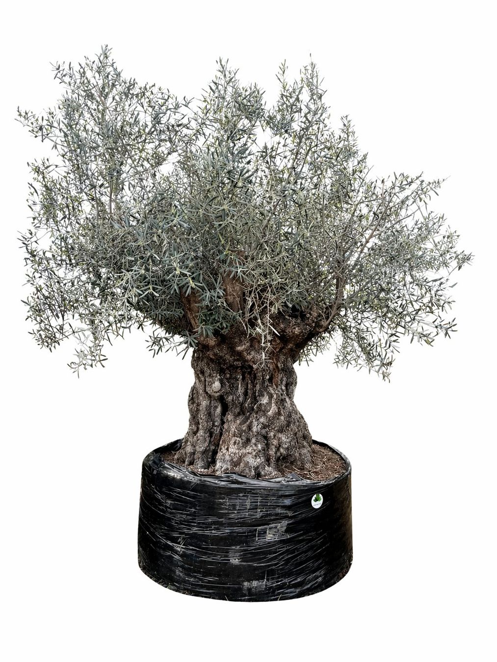 Piante & sementi: Olivenbaum "Olea Europea 20" - Versand möglich – Nuovo (secondo la descrizione) da Zuckenriet venduto da Thur_Plant