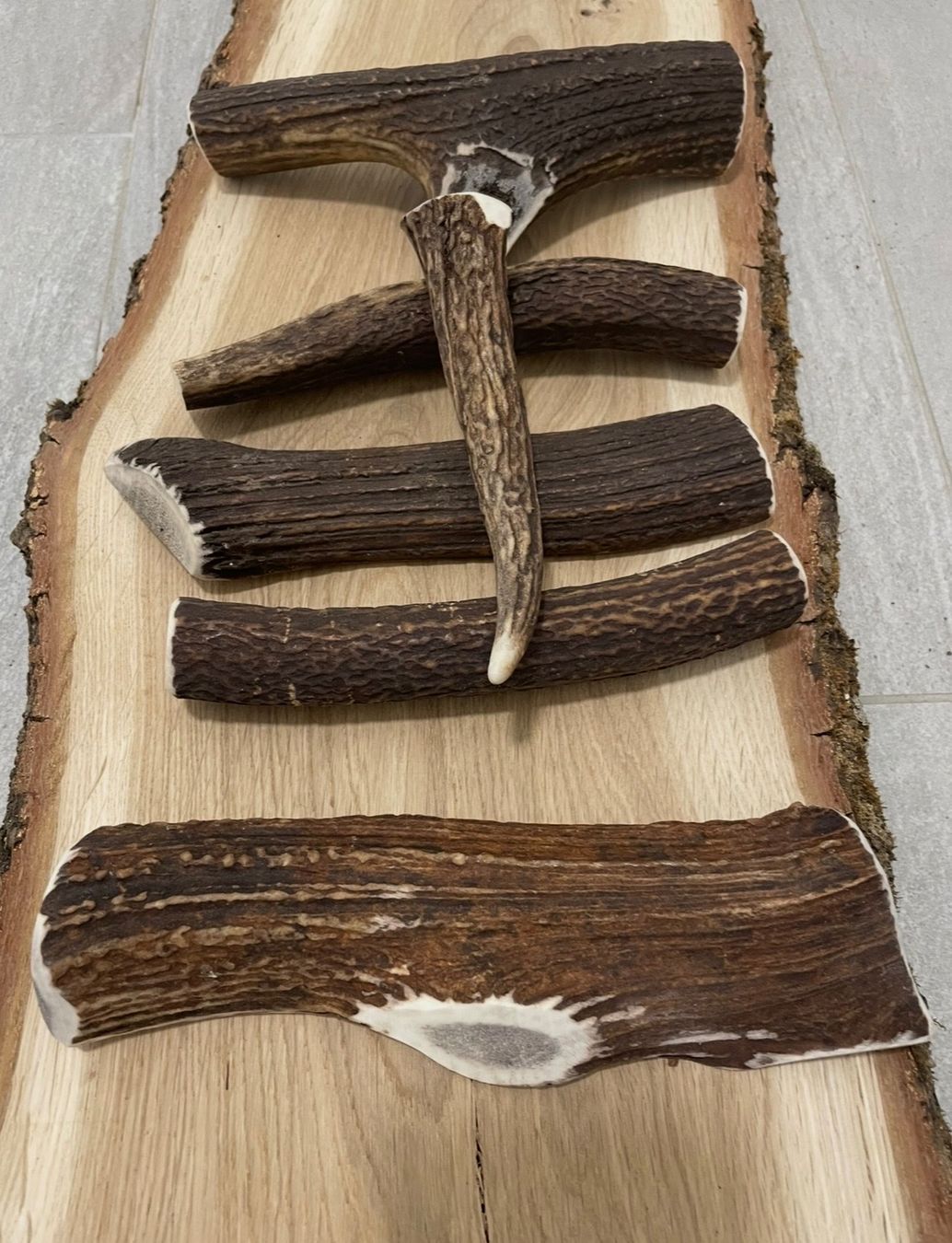 Mangimi: Hirsch Geweih XL bois cerf XL – Nuovo (secondo la descrizione) da Vuadens venduto da hoc_fd5p