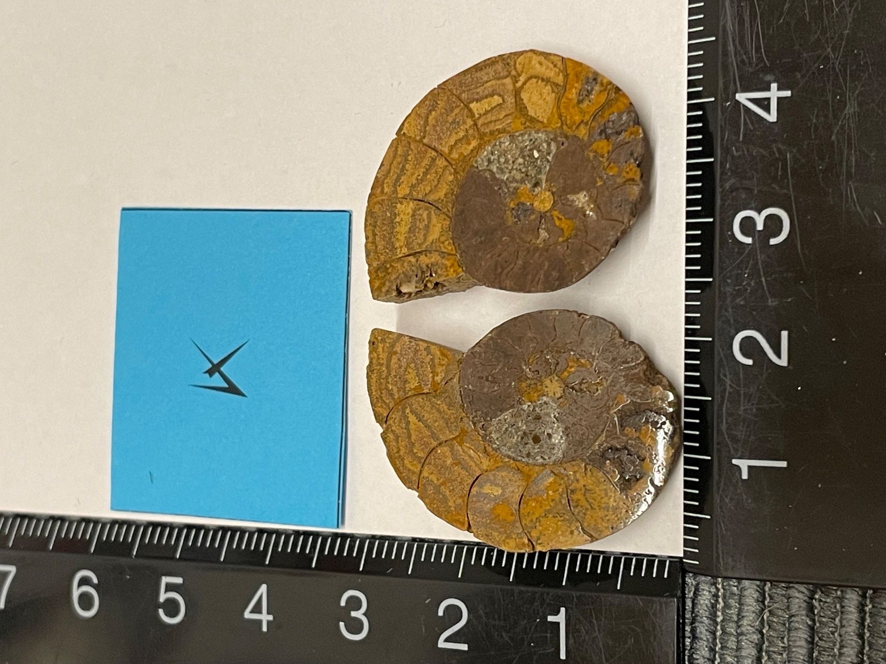 Fossili: Ammonit Paar / Fossil Stein – Nuovo (secondo la descrizione) da Rümlang venduto da baselsale1