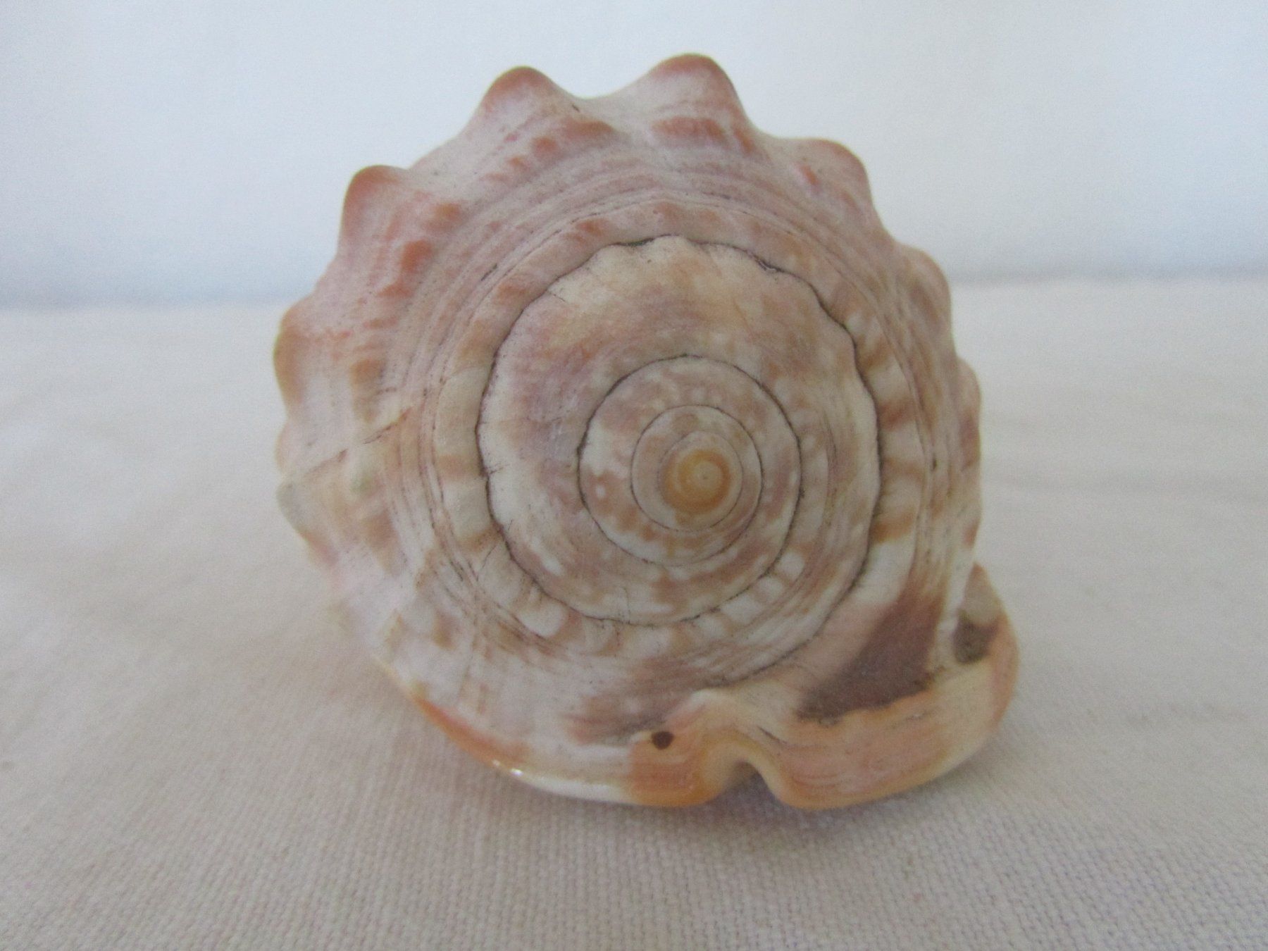 Fossili: Schnecke — Muschel – Usato da Seengen venduto da mikelele 3