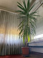 Imposante Yucca Palme / Palmlilie (ca. 2.50 m hoch) im Topf