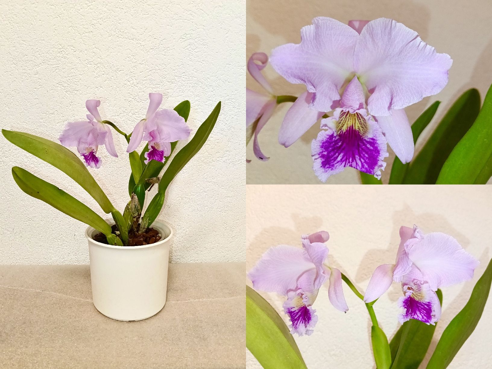 Piante & sementi: Cattleya Labiata – Nuovo (secondo la descrizione) da schöftland venduto da UniquePlants