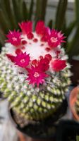 Kaktus Mammillaria ev. polythele / toluca mit Blüte rosa