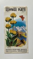 Schynige Platte Oberland Bern Turismus Reise Aplen Blumen