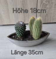 Dekorative Kakteen-Arrangement