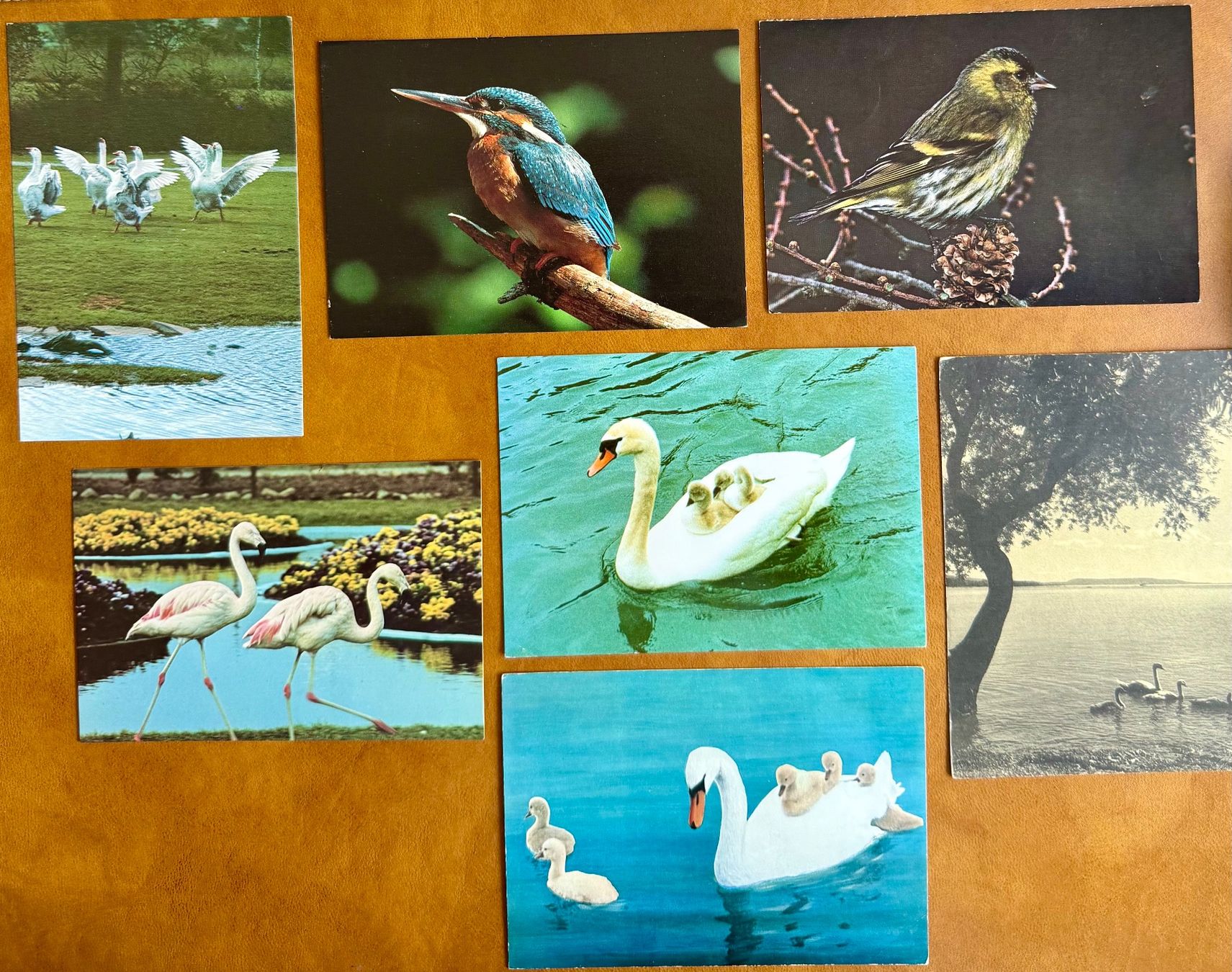 Cartoline postali: 14 X Oiseaux - Cartes postales – Usato da Lutry venduto da Ediego 1