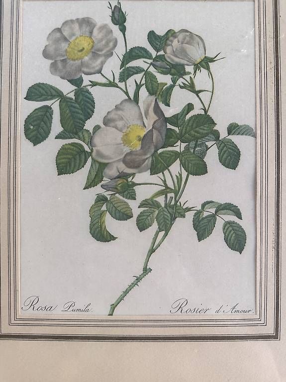 Poster & Bilder: Vintage Botanik-Bild Rosier dAmour mit Rahmen – Gebraucht aus Baden von Gatafunkk 2