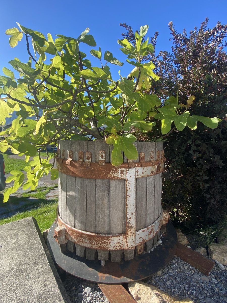 Plantes & graines: Feigenbaum mit antikem Teil einer Mosti – D'occasion à Buochs par H16 8