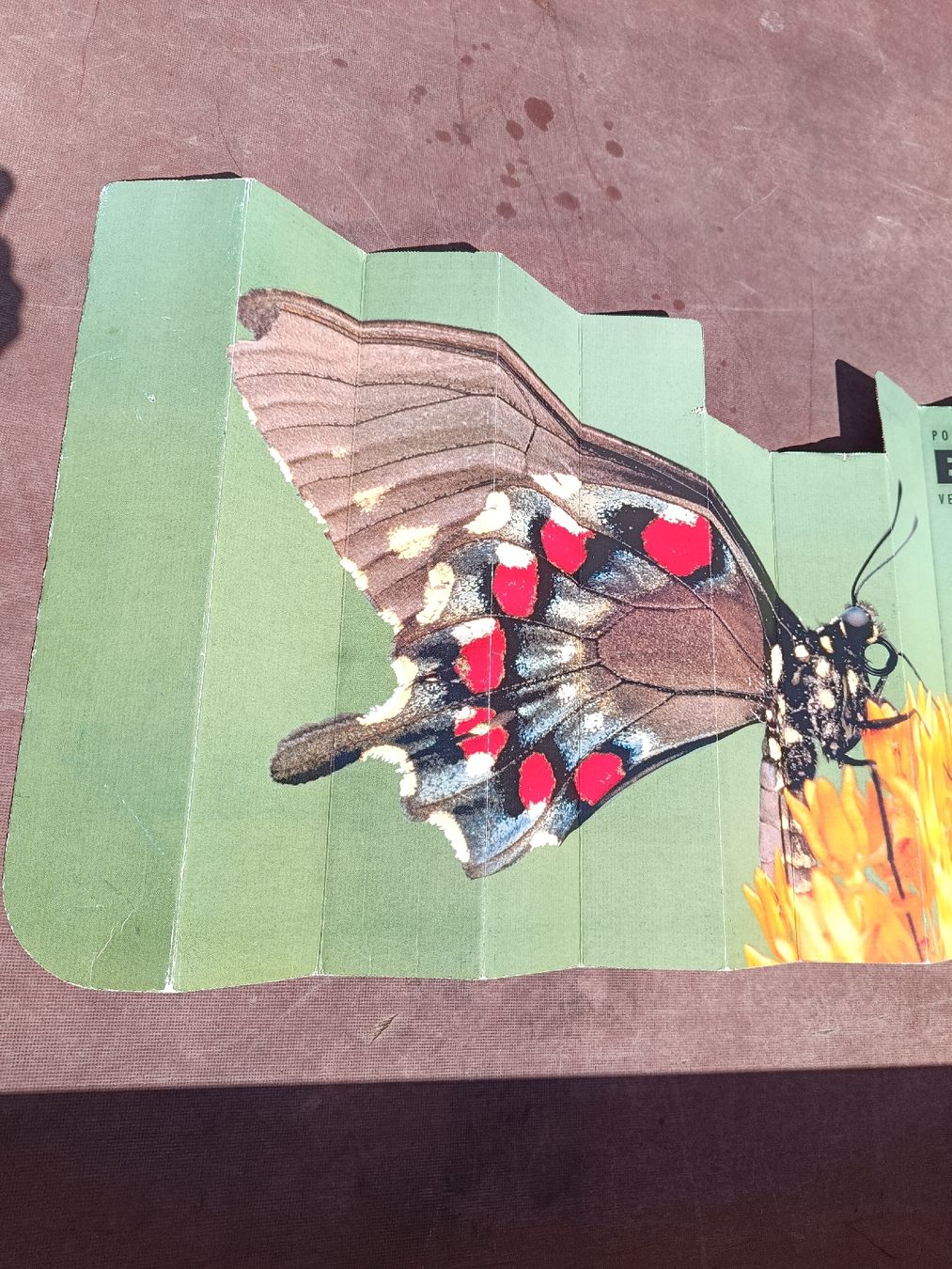 Insegne: Bourquin Butterfly Fächer-(em68) – Usato da Künten venduto da Schnaepplihuus 3