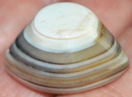 Cabochon L-5708 – Sulemani Hakik Achat Auge 52,70 Karat