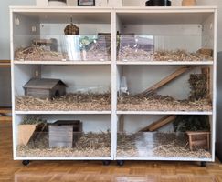 Meerschweinchengehege gross, Indoor