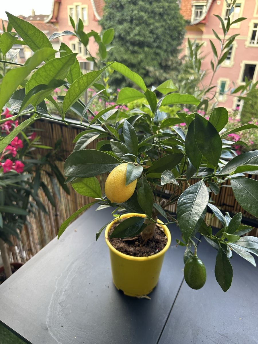Plantes & graines: Citrus  Limone  50cm – D'occasion à Bern par womiman 3