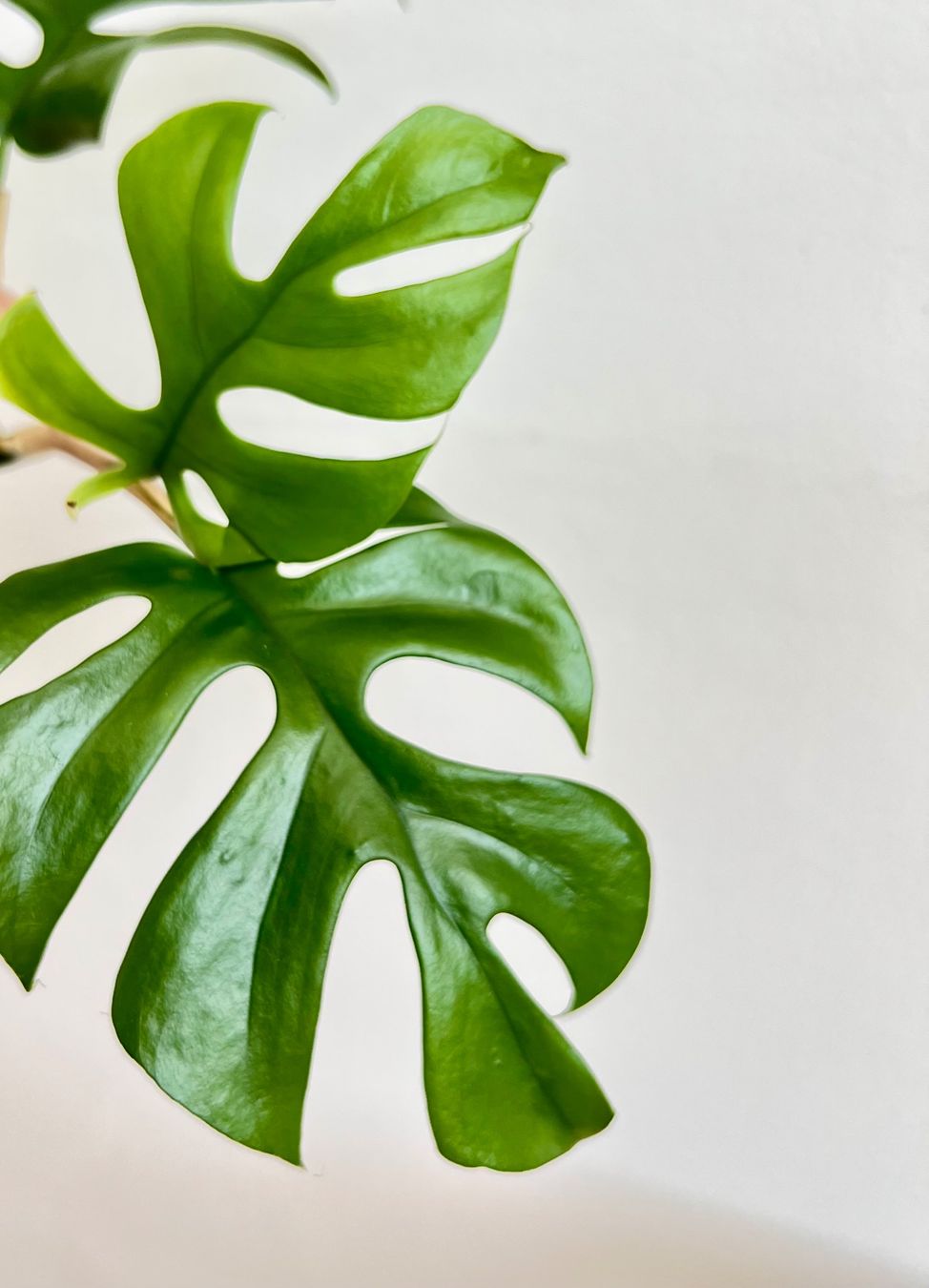 Piante & sementi: Monstera minima Kopfsteckling💚 – Usato da Glattpark(Opfikon) venduto da ste_n99y 2