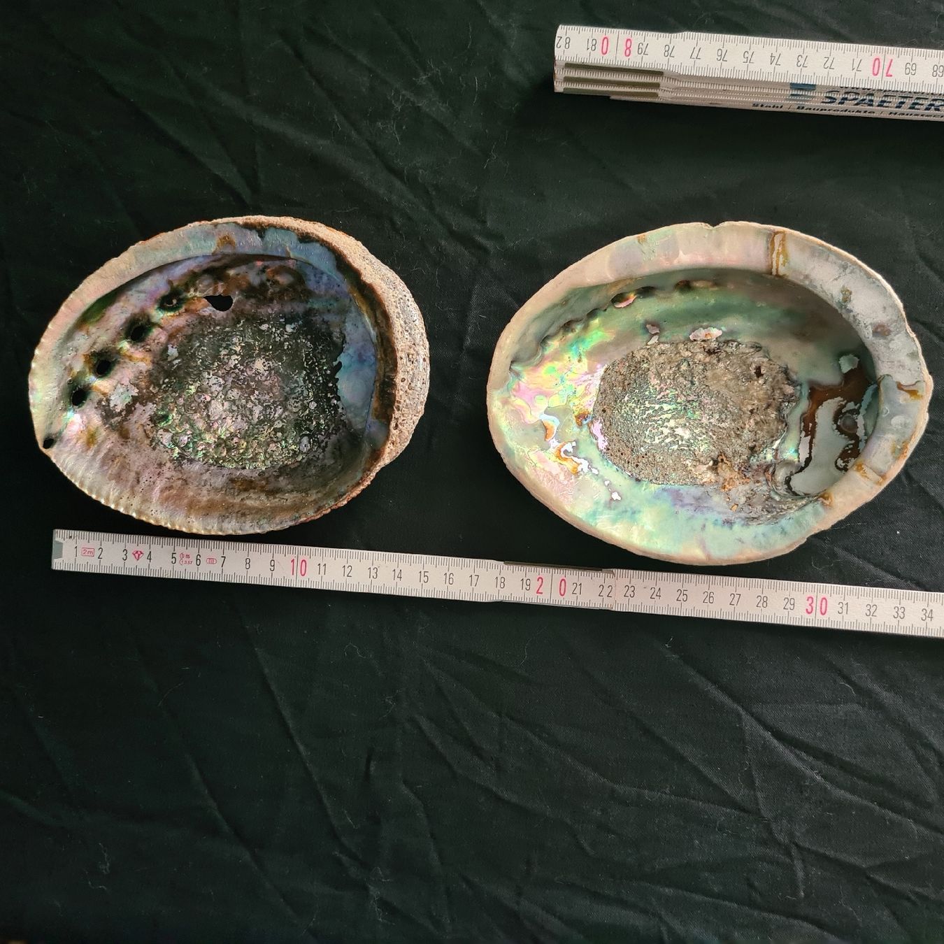 Fossilien: Grosse Abalone, Seeohrschnecken 2Stk. – Gebraucht aus Zuzwil SG von mko_6m7z