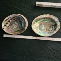 Grosse Abalone, Seeohrschnecken 2Stk.