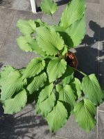 Hosta / Funkie
