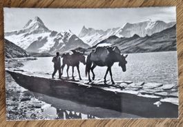 Alpenstimmung, Bachhalpsee,Schreckhorn, Finsteraarhorn