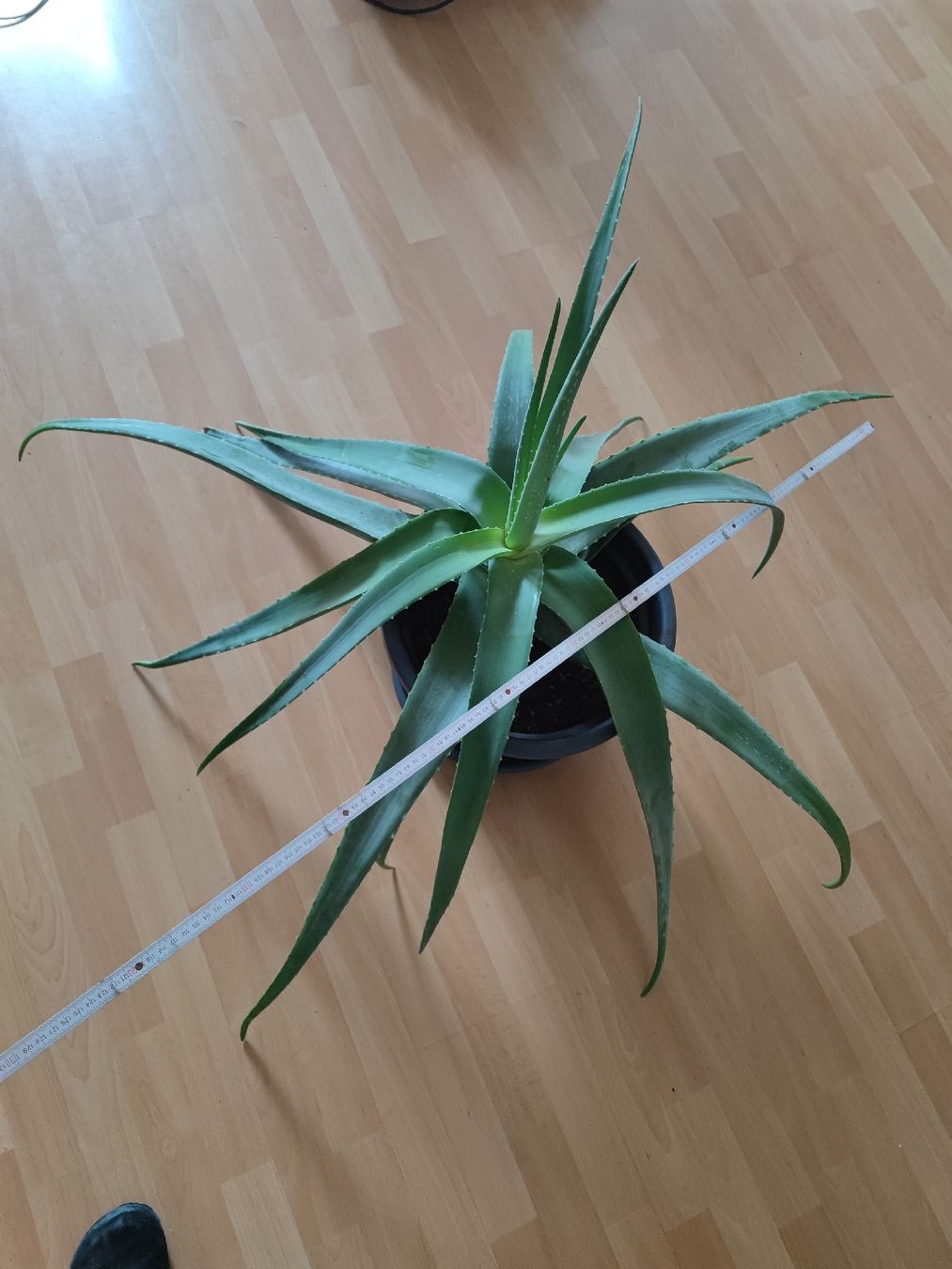 Pflanzen & Samen: Grosse Aloe Vera Pflanze 130cm – Neu (gemäss Beschreibung) aus Hefenhofen von jap.car 3