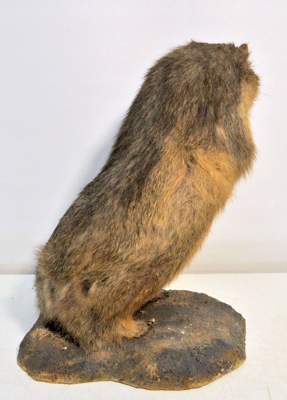 Monde des animaux: Marmotte naturalisée – D'occasion à Neuchâtel par Neuchatel 2