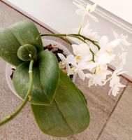 Mini  Orchidee WILD "Phalaenopsis" 20 cm  mit 2 blühenden Z‪