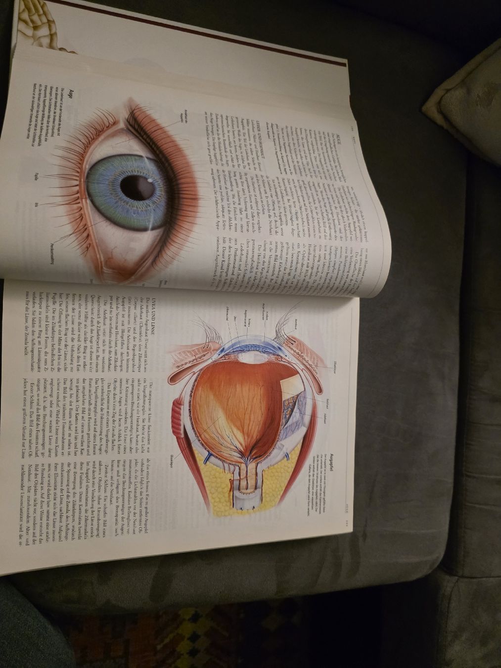 Libri: Anatomica 912 Seiten!!! – Usato da Dietlikon venduto da Audipower1981 3