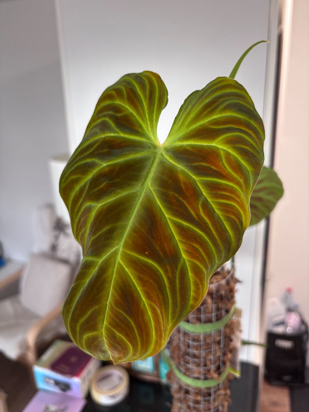 Piante & sementi: Philodendron Verrucosum 'Panther' – Usato da Oberbuchsiten venduto da Muskatellerchen 4