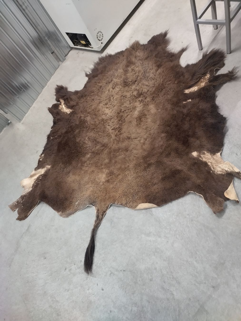 Il mondo degli animali: Echtes Bisonfell, Fellteppich, Top Zustand! – Usato da Wettingen venduto da Bwalti